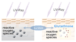 Antioxidants such as Glutathione, vitamin C, and Alpha Lipoic Acid 